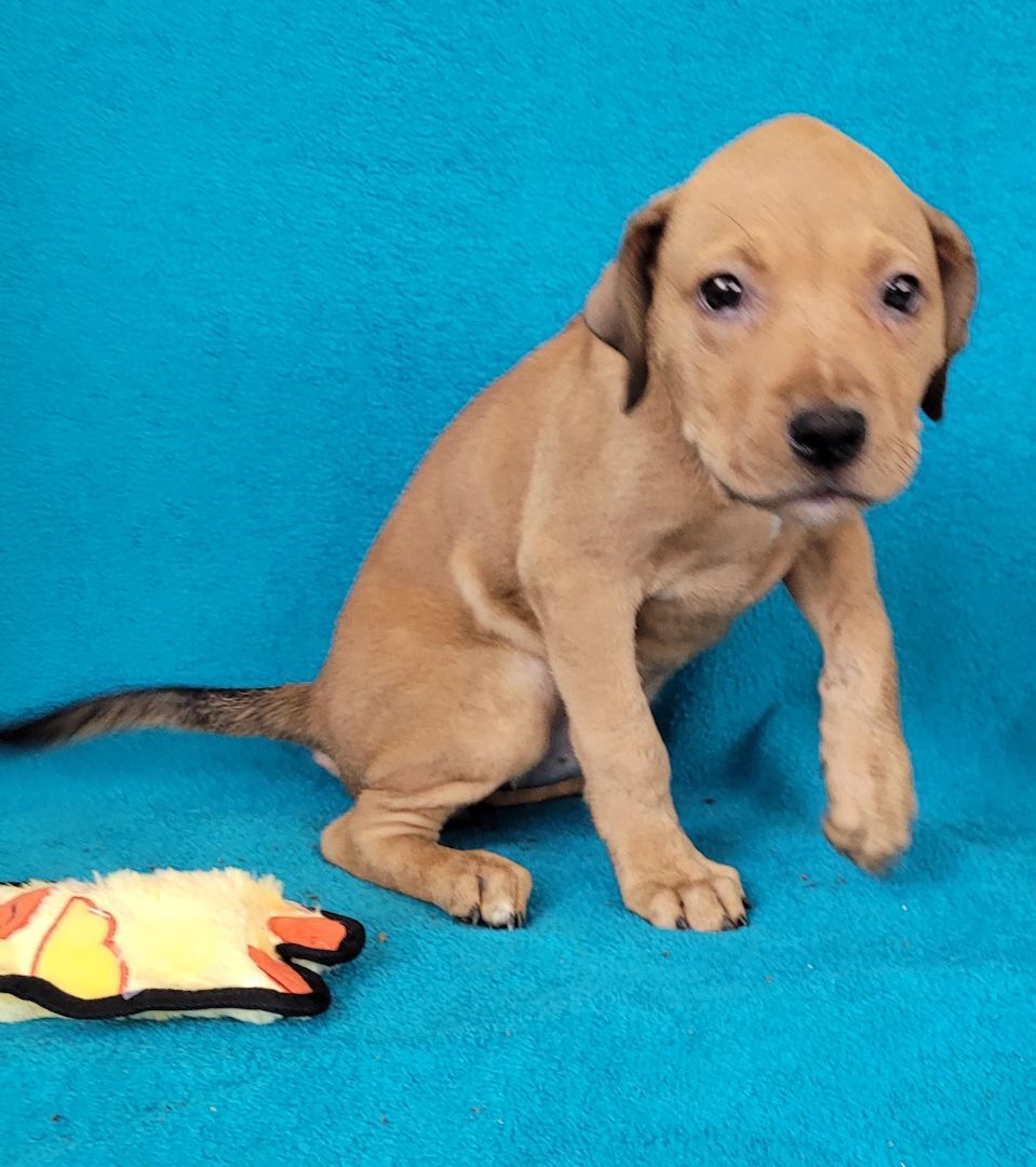 April the American Staffie mix