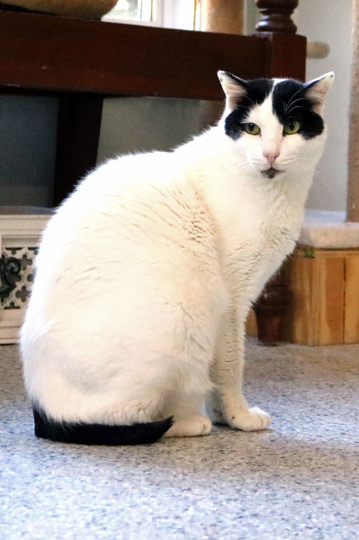 Bosik, an adoptable Turkish Van, Domestic Short Hair in Buford, GA, 30518 | Photo Image 1