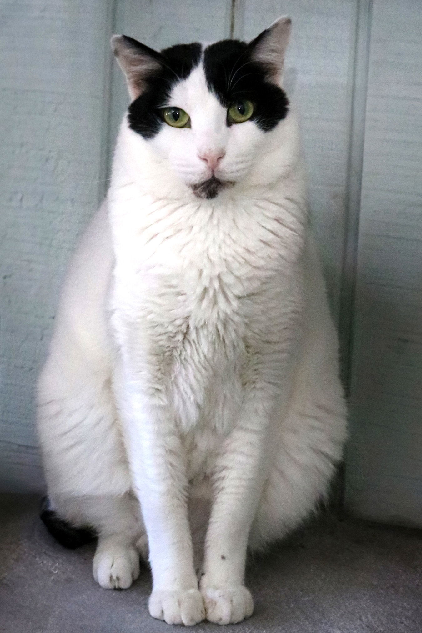 Bosik, an adoptable Turkish Van, Domestic Short Hair in Buford, GA, 30518 | Photo Image 2