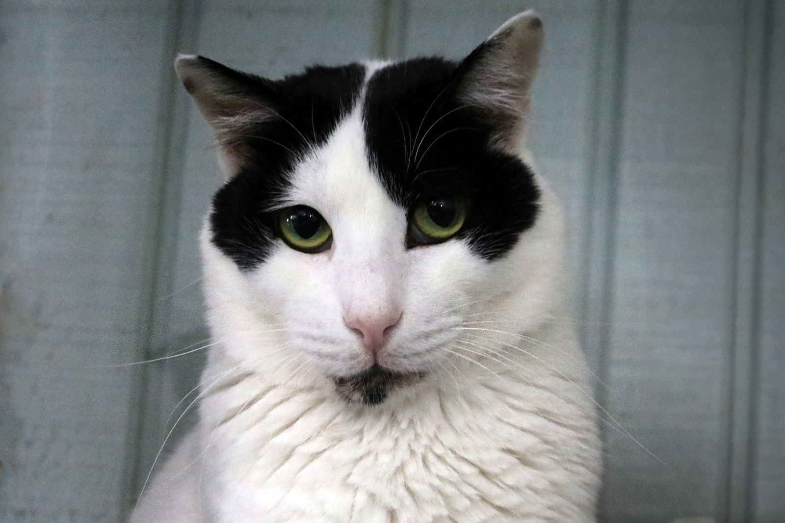 Bosik, an adoptable Turkish Van, Domestic Short Hair in Buford, GA, 30518 | Photo Image 3