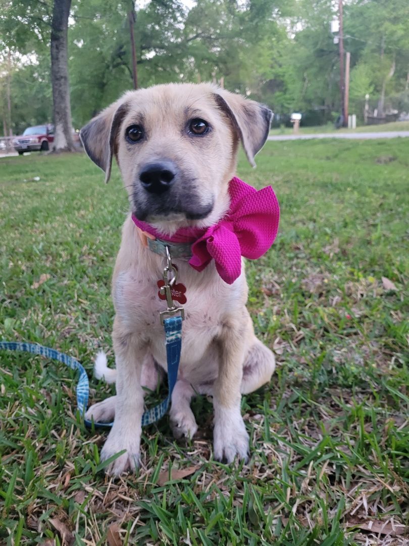 Jasmine the Shepherd Mix Puppy