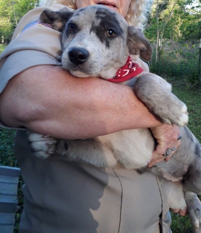 Julia the Husky Heeler Mix Pup