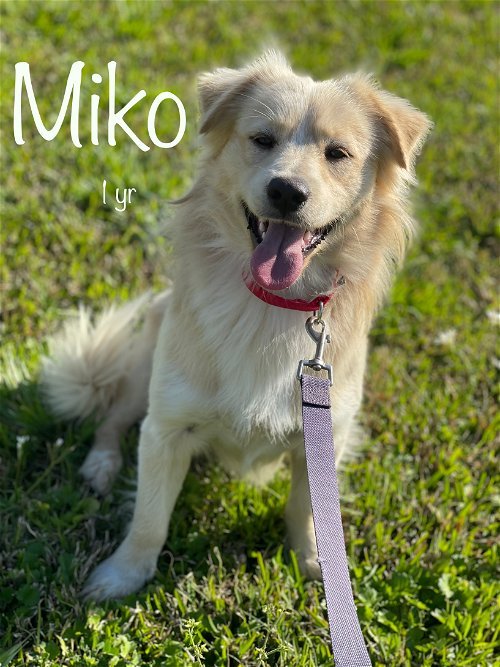 Miko - Available!