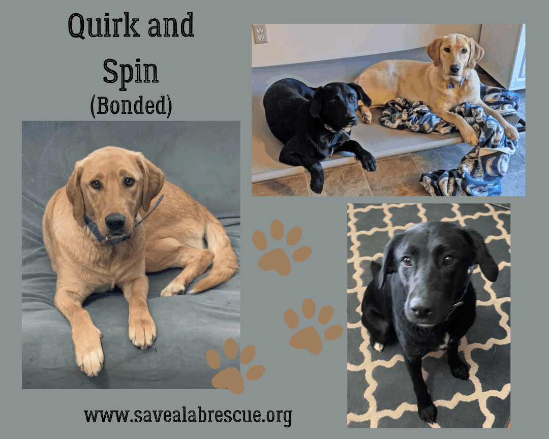 Quirk and Spin (Bonded)