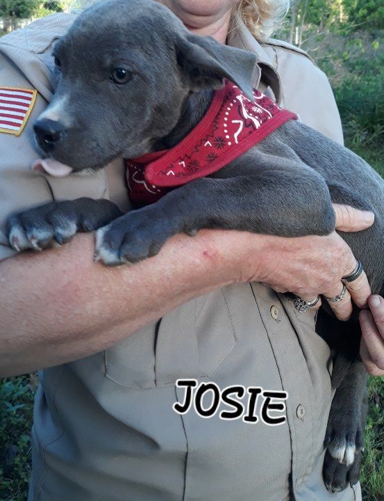 Josie the Husky Heeler Pup