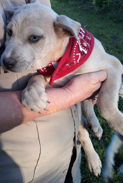 Jade the Husky Heeler Mix Puppy