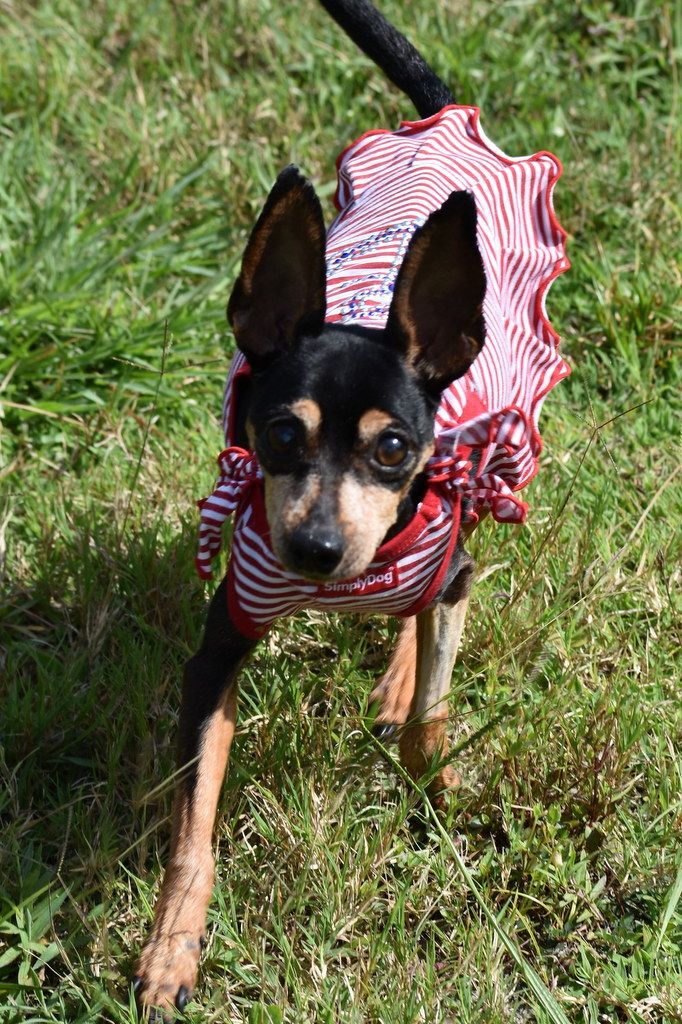 Gracie, an adoptable Miniature Pinscher in Indiantown, FL, 34956 | Photo Image 3