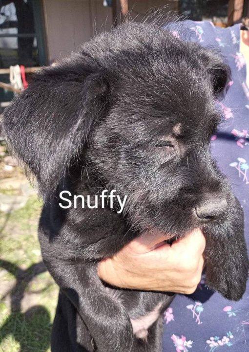 Snuffy