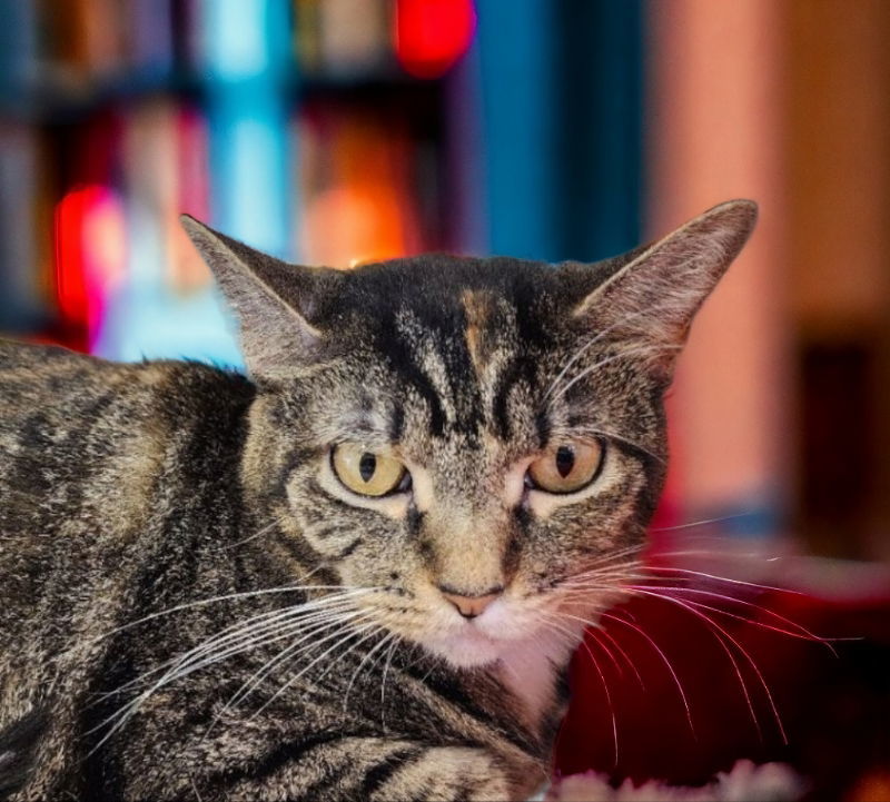Areo, an adoptable Torbie in Knoxville, TN, 37917 | Photo Image 2