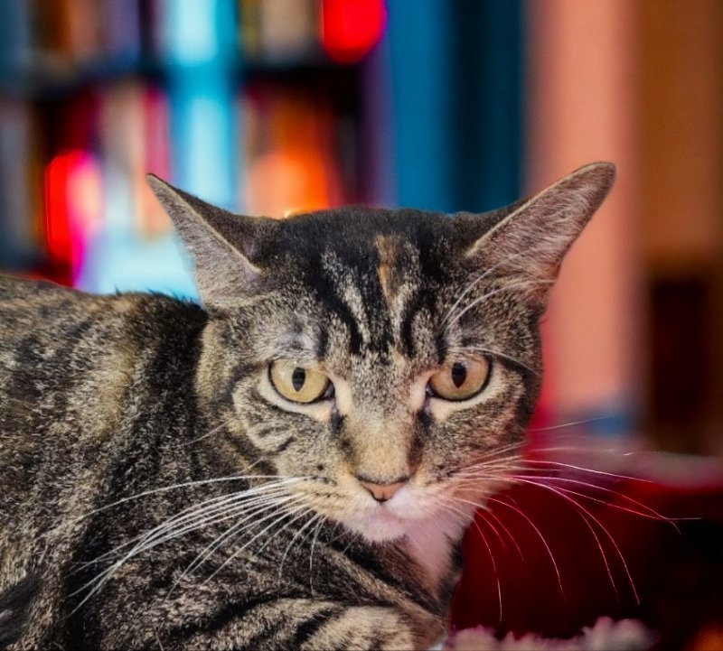 Areo, an adoptable Torbie in Knoxville, TN, 37917 | Photo Image 3