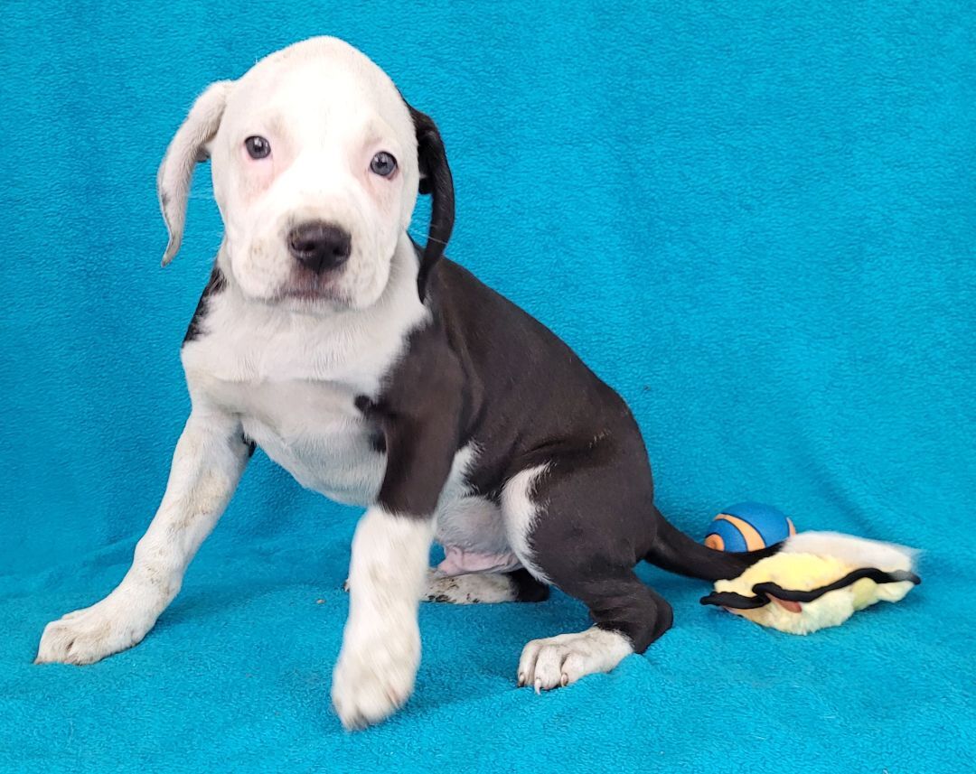 Monty the Staffie mix puppy