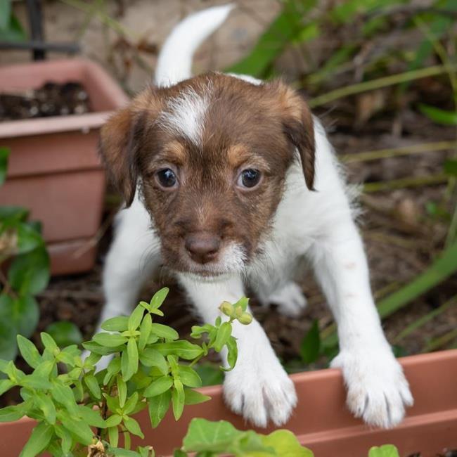 Odyssey Pup - Penelope - Adopted!