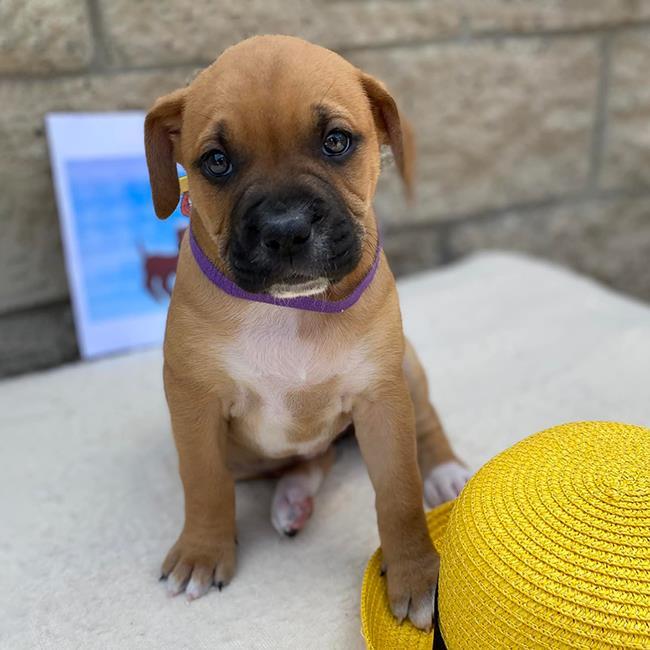 Madeline Pup - Helene