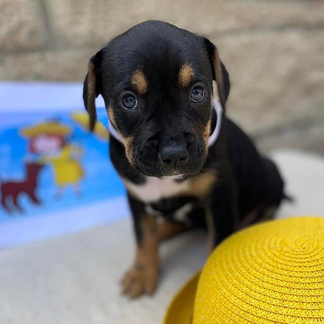 Madeline Pup - Lucinda