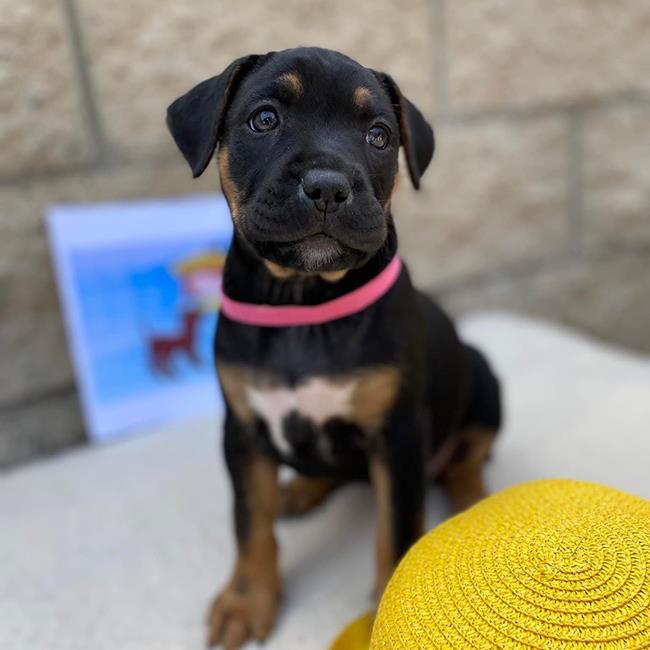 Madeline Pup - Beatrice