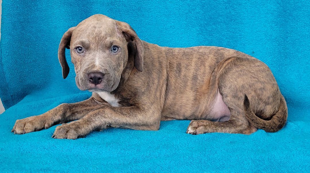 Tony the Staffie mix puppy