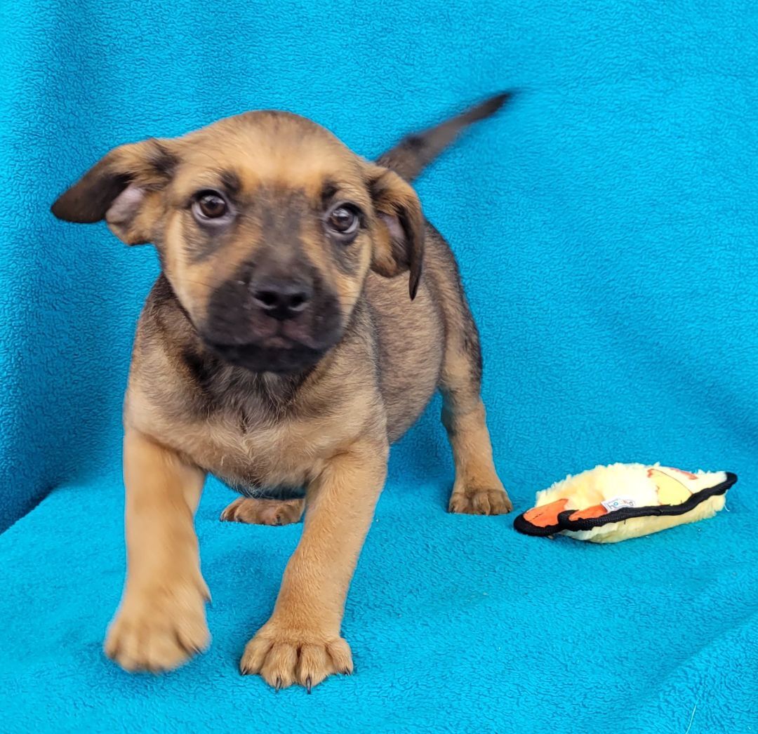 Apollo the Shepherd Mix puppy