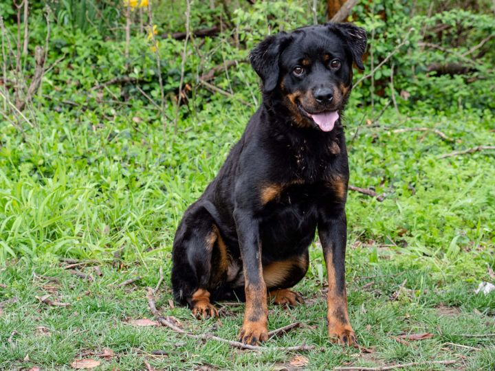 Lucille, an adoptable Rottweiler Mix in Lincoln, NE_image-2