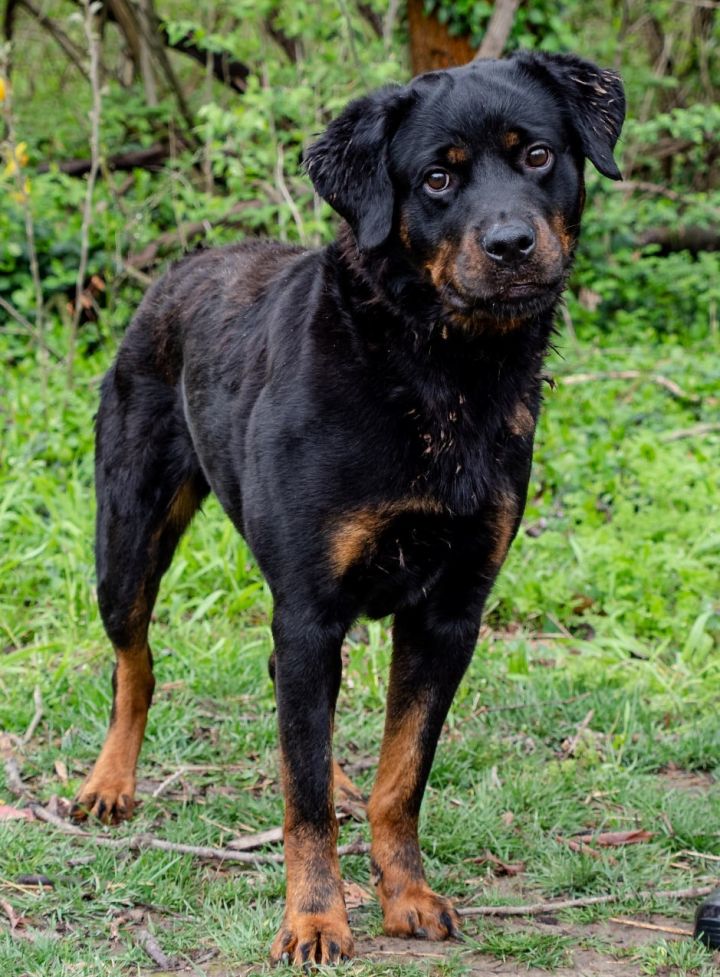 Lucille, an adoptable Rottweiler Mix in Lincoln, NE_image-3