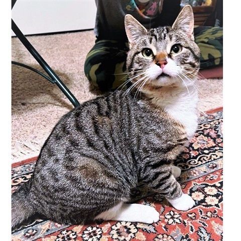 Clover and Leif, an adoptable Tabby in Salt Lake City, UT, 84109 | Photo Image 4