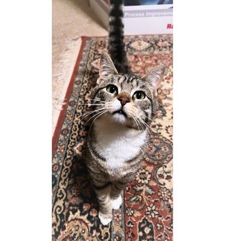 Clover and Leif, an adoptable Tabby in Salt Lake City, UT, 84109 | Photo Image 6