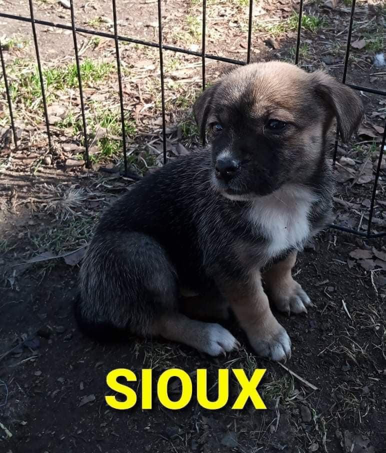 Sioux