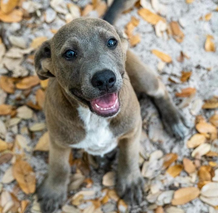 Stanley Floyd, an adoptable American Staffordshire Terrier & American Bulldog Mix in Fulton, TX_image-1