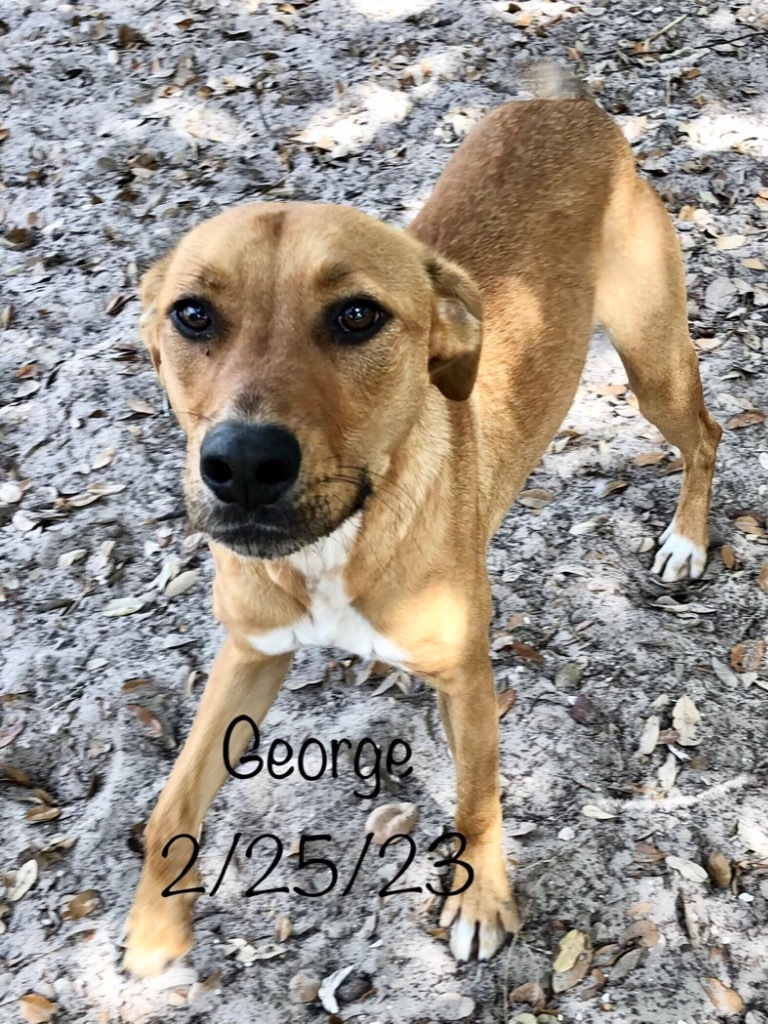 George St. Pierre, an adoptable American Staffordshire Terrier, American Bulldog in Fulton, TX, 78358 | Photo Image 1