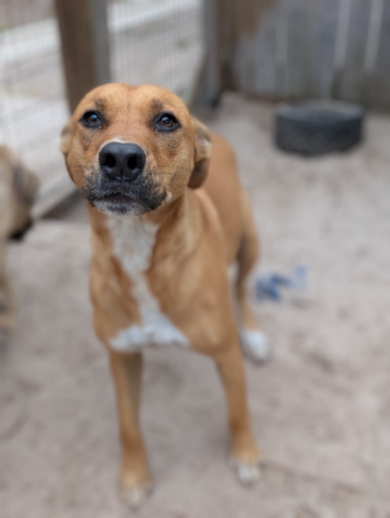George St. Pierre, an adoptable American Staffordshire Terrier, American Bulldog in Fulton, TX, 78358 | Photo Image 1