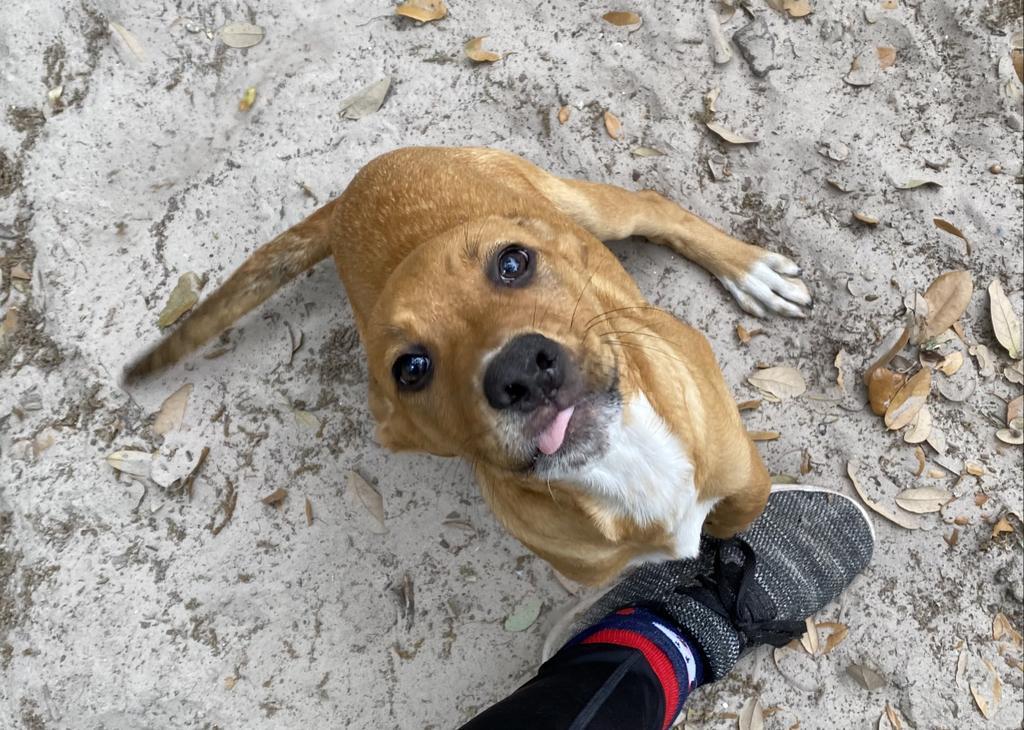 George St. Pierre, an adoptable American Staffordshire Terrier, American Bulldog in Fulton, TX, 78358 | Photo Image 4