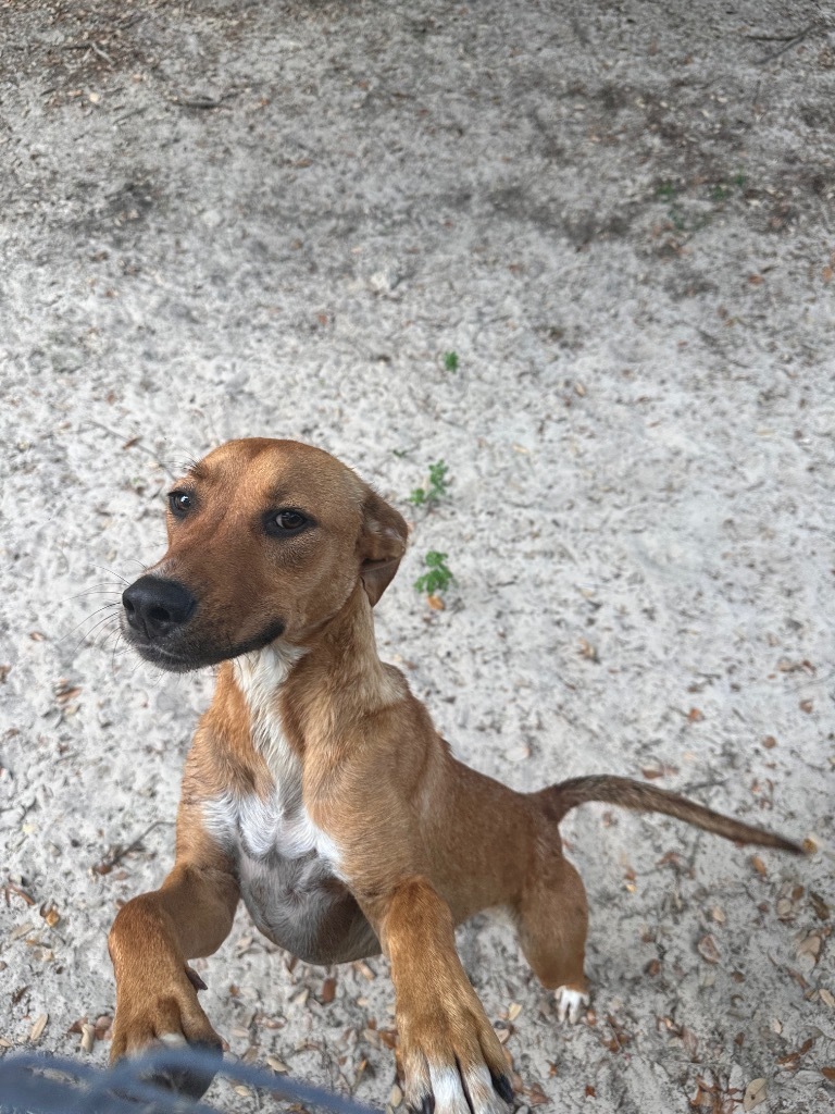 George St. Pierre, an adoptable American Staffordshire Terrier, American Bulldog in Fulton, TX, 78358 | Photo Image 6