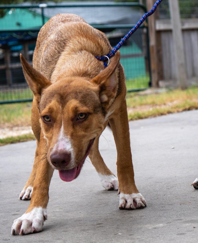 Dafne Schippers, an adoptable American Staffordshire Terrier, Labrador Retriever in Fulton, TX, 78358 | Photo Image 1