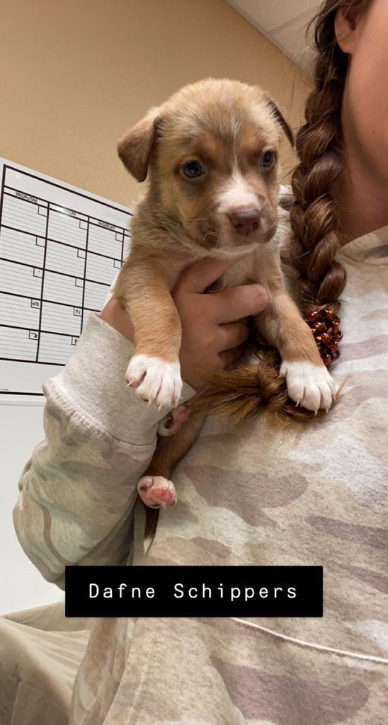 Dafne Schippersdale, an adoptable American Staffordshire Terrier, Labrador Retriever in Fulton, TX, 78358 | Photo Image 2