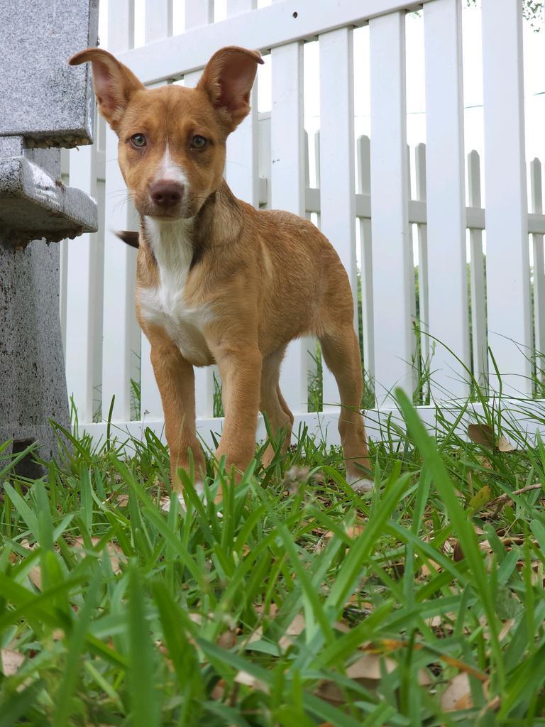 Dafne Schippersdale, an adoptable American Staffordshire Terrier, Labrador Retriever in Fulton, TX, 78358 | Photo Image 4