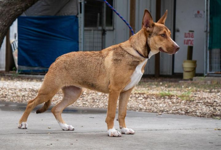 Dafne Schippers, an adoptable American Staffordshire Terrier & Labrador Retriever Mix in Fulton, TX_image-5