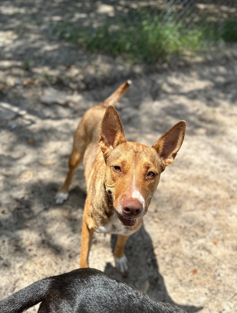 Dafne Schippersdale, an adoptable American Staffordshire Terrier, Labrador Retriever in Fulton, TX, 78358 | Photo Image 6
