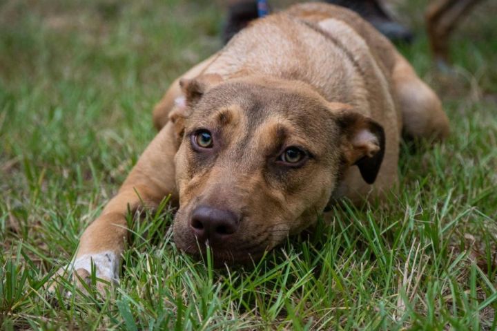 Allyson Felix, an adoptable American Staffordshire Terrier & Labrador Retriever Mix in Fulton, TX_image-1