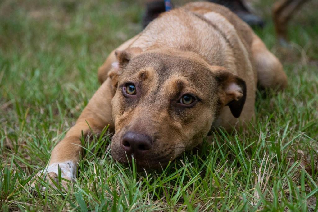 Allyson Felix, an adoptable American Staffordshire Terrier, Labrador Retriever in Fulton, TX, 78358 | Photo Image 1
