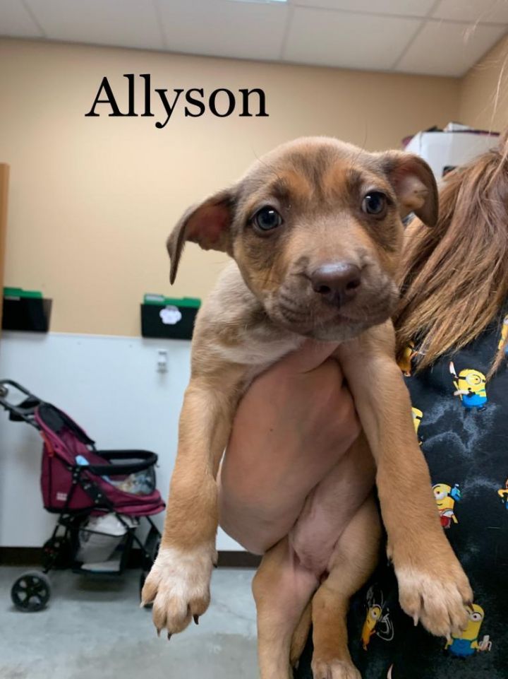 Allyson Felix, an adoptable American Staffordshire Terrier & Labrador Retriever Mix in Fulton, TX_image-3
