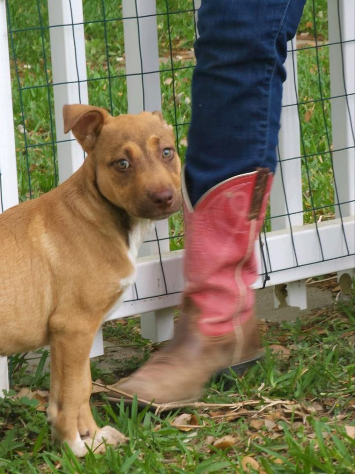 Allyson Felix, an adoptable American Staffordshire Terrier & Labrador Retriever Mix in Fulton, TX_image-4