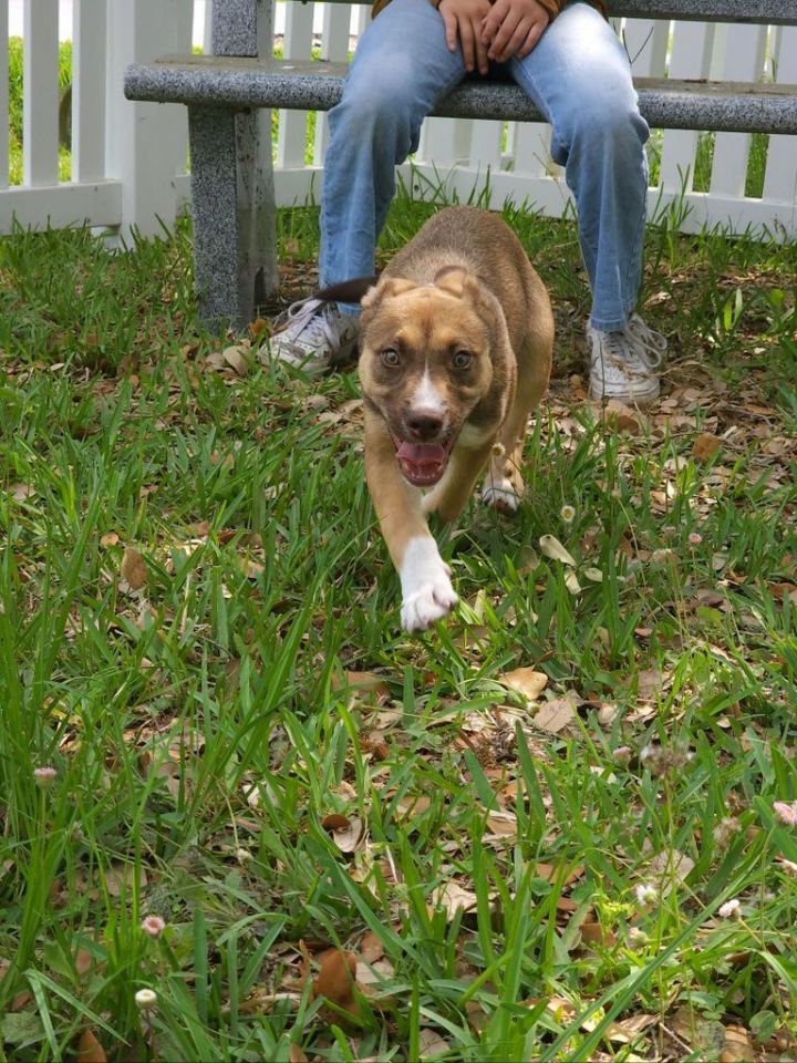 Paula Radcliffe, an adoptable American Staffordshire Terrier & American Bulldog Mix in Fulton, TX_image-1
