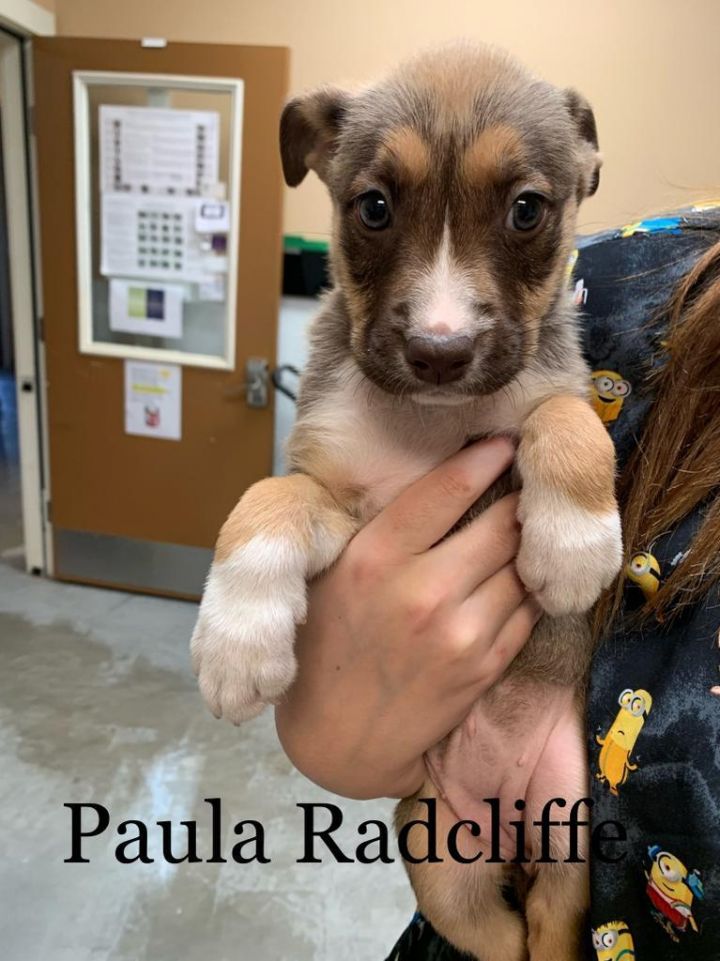 Paula Radcliffe, an adoptable American Staffordshire Terrier & American Bulldog Mix in Fulton, TX_image-3