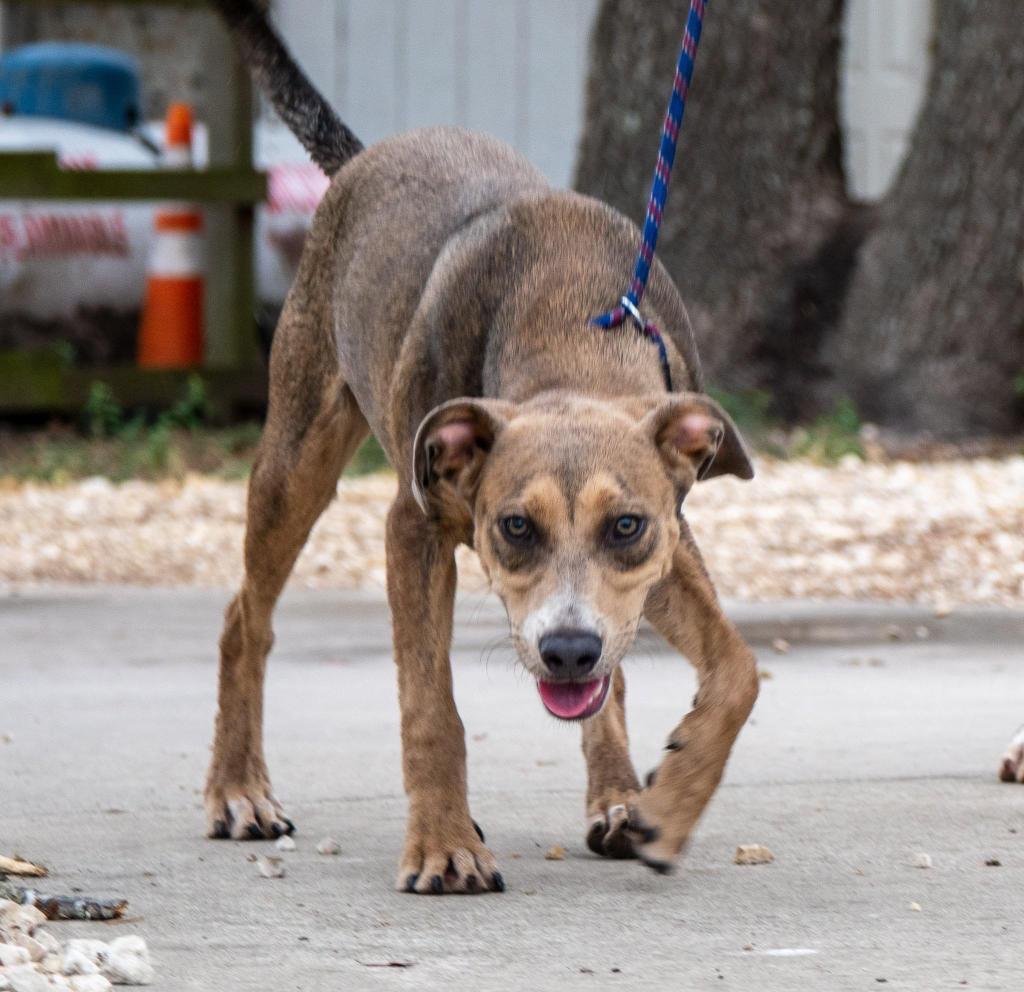Tyson G, an adoptable American Staffordshire Terrier, American Bulldog in Fulton, TX, 78358 | Photo Image 1