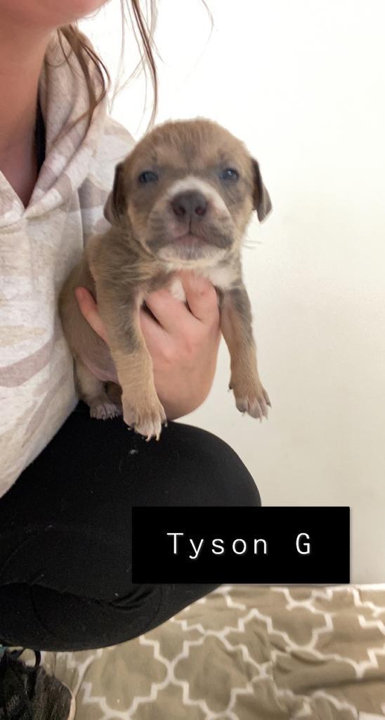 Tyson G, an adoptable American Staffordshire Terrier, American Bulldog in Fulton, TX, 78358 | Photo Image 2
