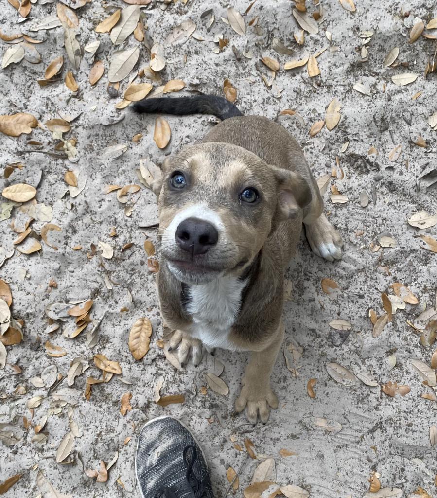 Tyson G, an adoptable American Staffordshire Terrier, American Bulldog in Fulton, TX, 78358 | Photo Image 4