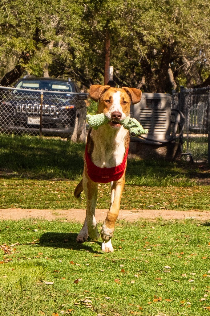 Maurice Green, an adoptable American Staffordshire Terrier & American Bulldog Mix in Fulton, TX_image-6