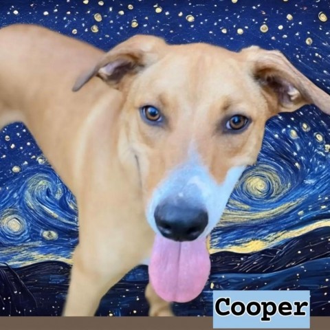Cooper, an adoptable Shepherd, Retriever in San Antonio, TX, 78253 | Photo Image 1