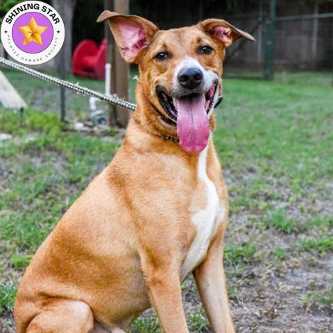 Cooper, an adoptable Shepherd, Retriever in San Antonio, TX, 78253 | Photo Image 1