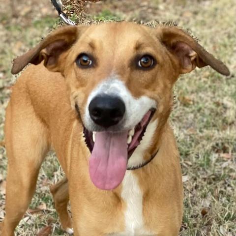 Cooper, an adoptable Shepherd, Retriever in San Antonio, TX, 78253 | Photo Image 2