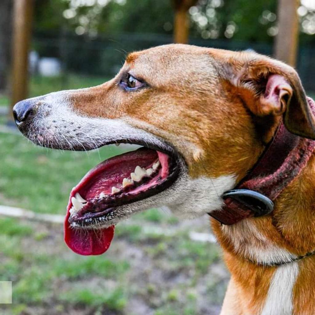 Cooper, an adoptable Shepherd, Retriever in San Antonio, TX, 78253 | Photo Image 2